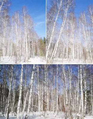 星瑞國(guó)際健康產(chǎn)業(yè)集團(tuán)首批赴俄羅斯白樺茸考察團(tuán)系列報(bào)道之五--參觀白樺茸生產(chǎn)加工工廠和滿載歸來(lái)_其它_網(wǎng)